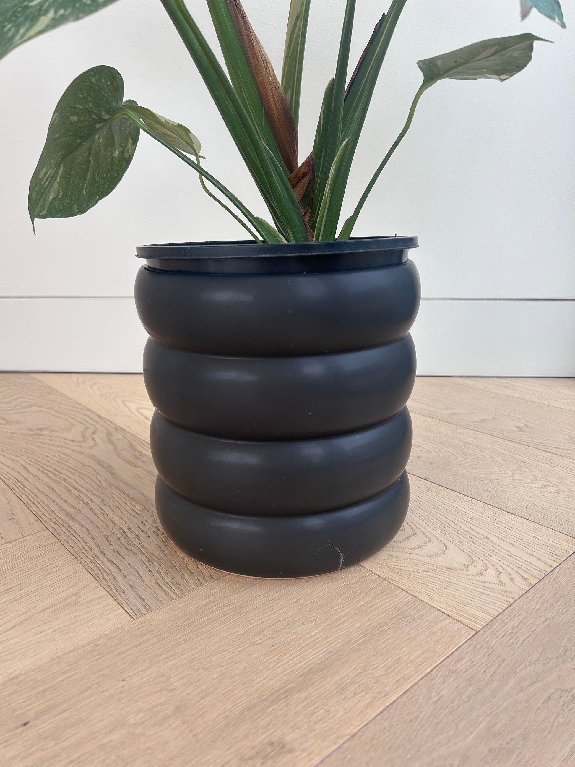 Monstera Thai Constellation 20cm Variegated In Black Coil Pot 