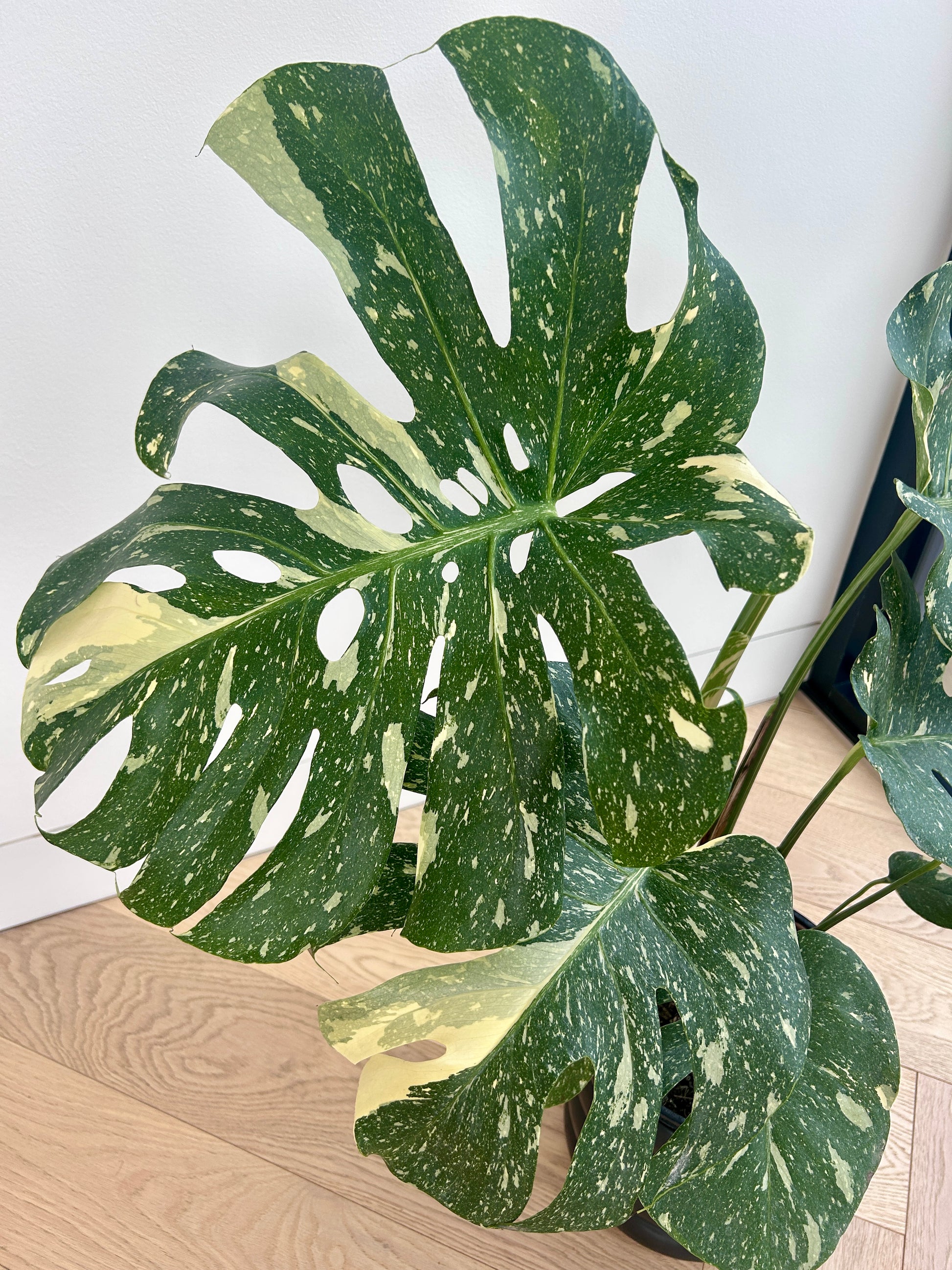 Monstera Thai Constellation 20cm Variegated In Black Coil Pot Melbourne