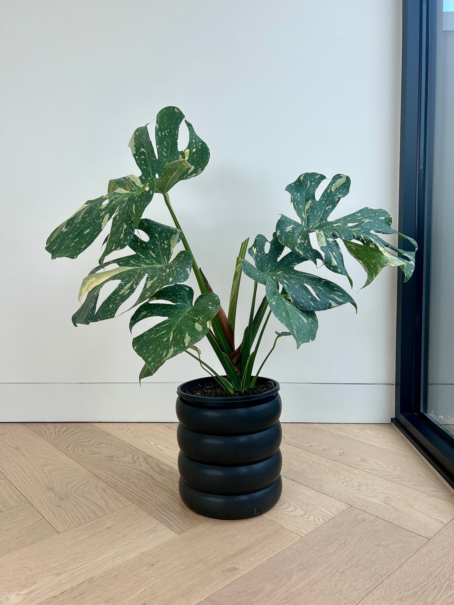 Monstera Thai Constellation 20cm Variegated In Black Coil Pot Melbourne Fenestrated Leaves