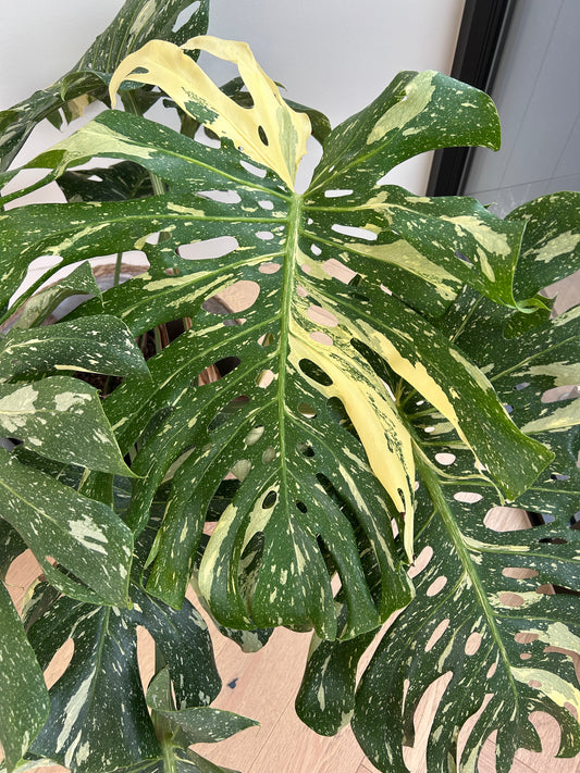 Monstera_Thai_Constellation_30cm variegated leaves Queen of the jungle