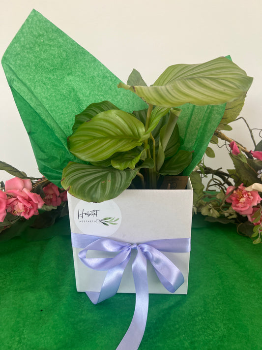 Mothers Day Plant Lovers Gift Box Indoor Plant 12cm and Green Ceramic Pot