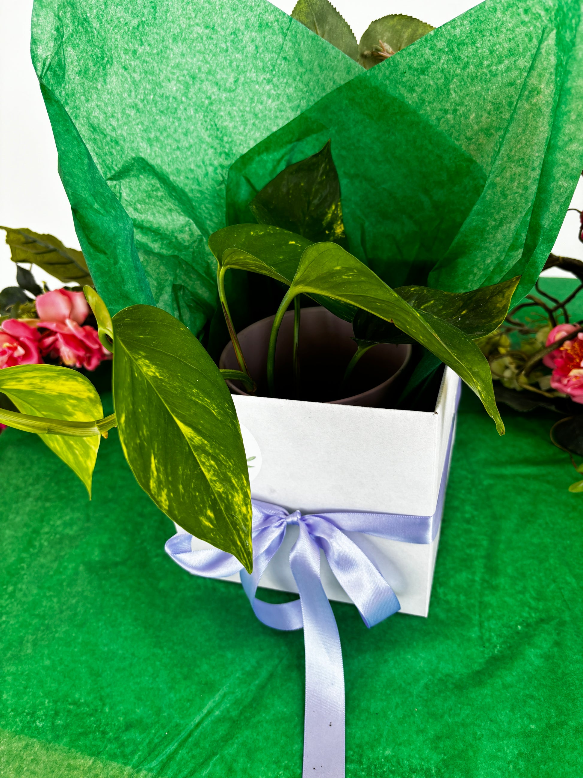 Mothers Day Plant Lovers Gift Box Indoor Plant 12cm and Green Ceramic Pot