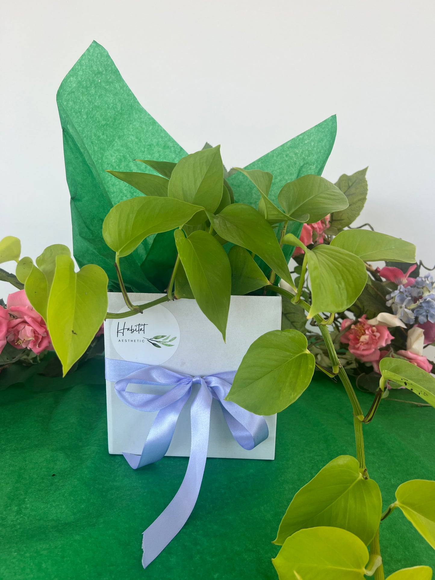 Mothers Day Plant Lovers Gift Box Indoor Plant 12cm and Green Ceramic Pot