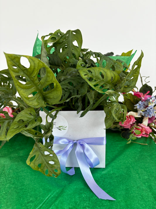Mothers Day Plant Lovers Gift Box Indoor Plant 12cm and Green Ceramic Pot