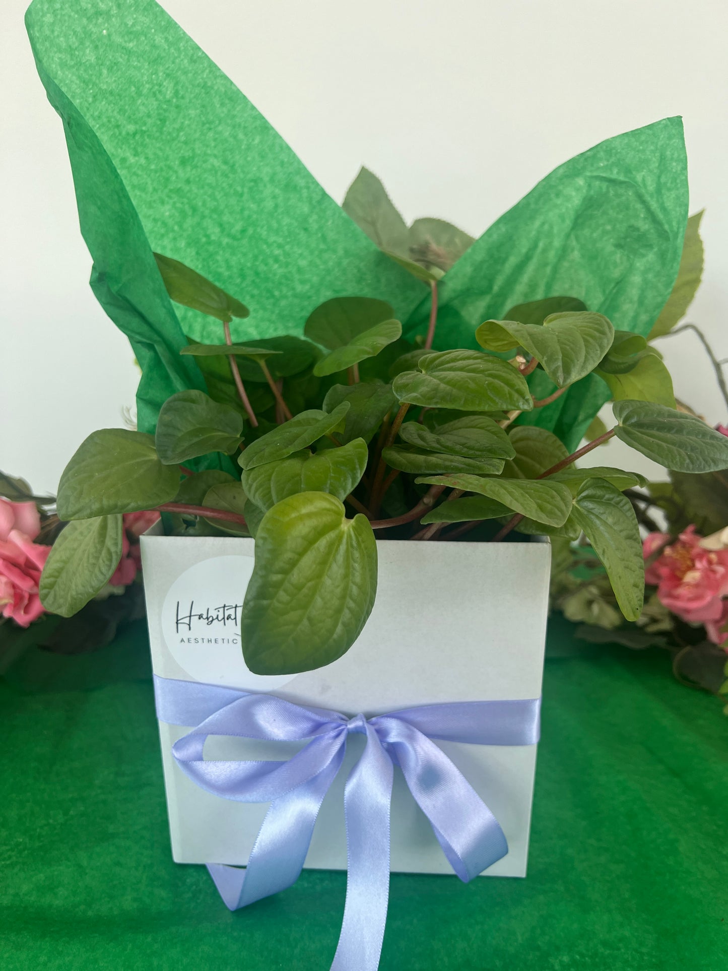 Mothers Day Plant Lovers Gift Box Indoor Plant 12cm and Green Ceramic Pot