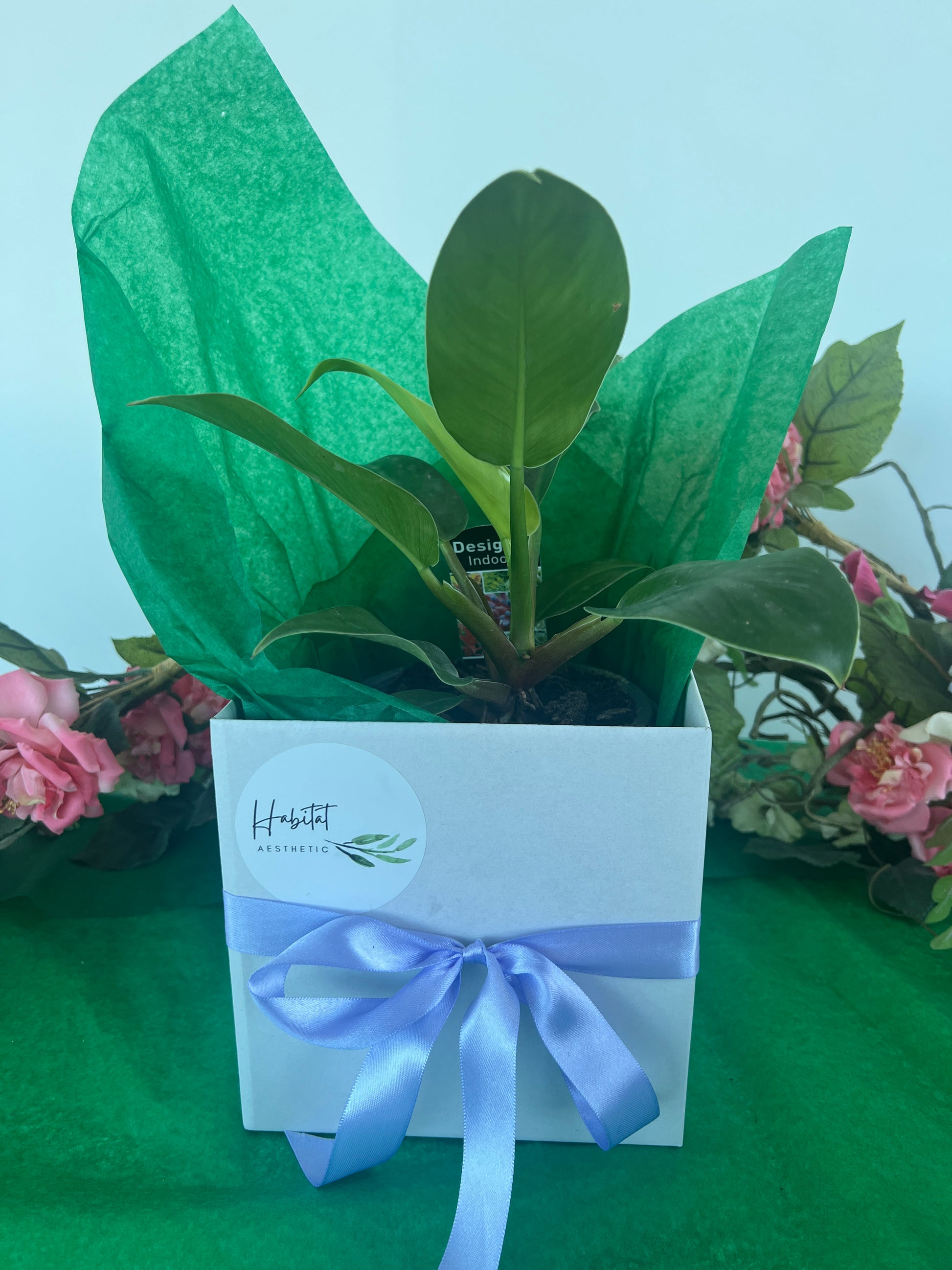 Mothers Day Plant Lovers Gift Box Indoor Plant 12cm and Green Ceramic Pot