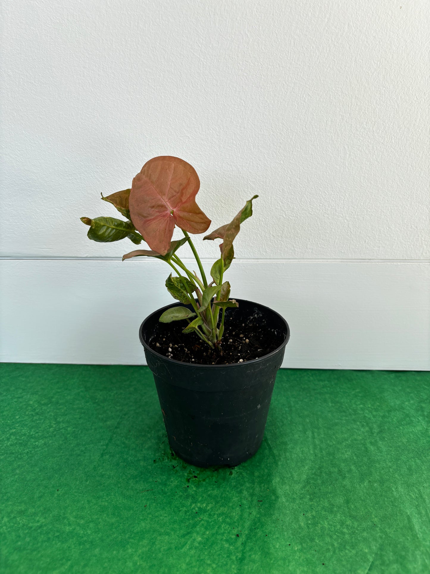 Neon Robusta (Pink Syngonium Neon) Indoor Plant 12cm