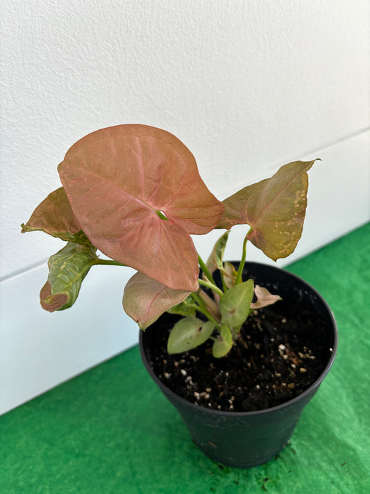 Neon Robusta (Pink Syngonium Neon) Indoor Plant 12cm