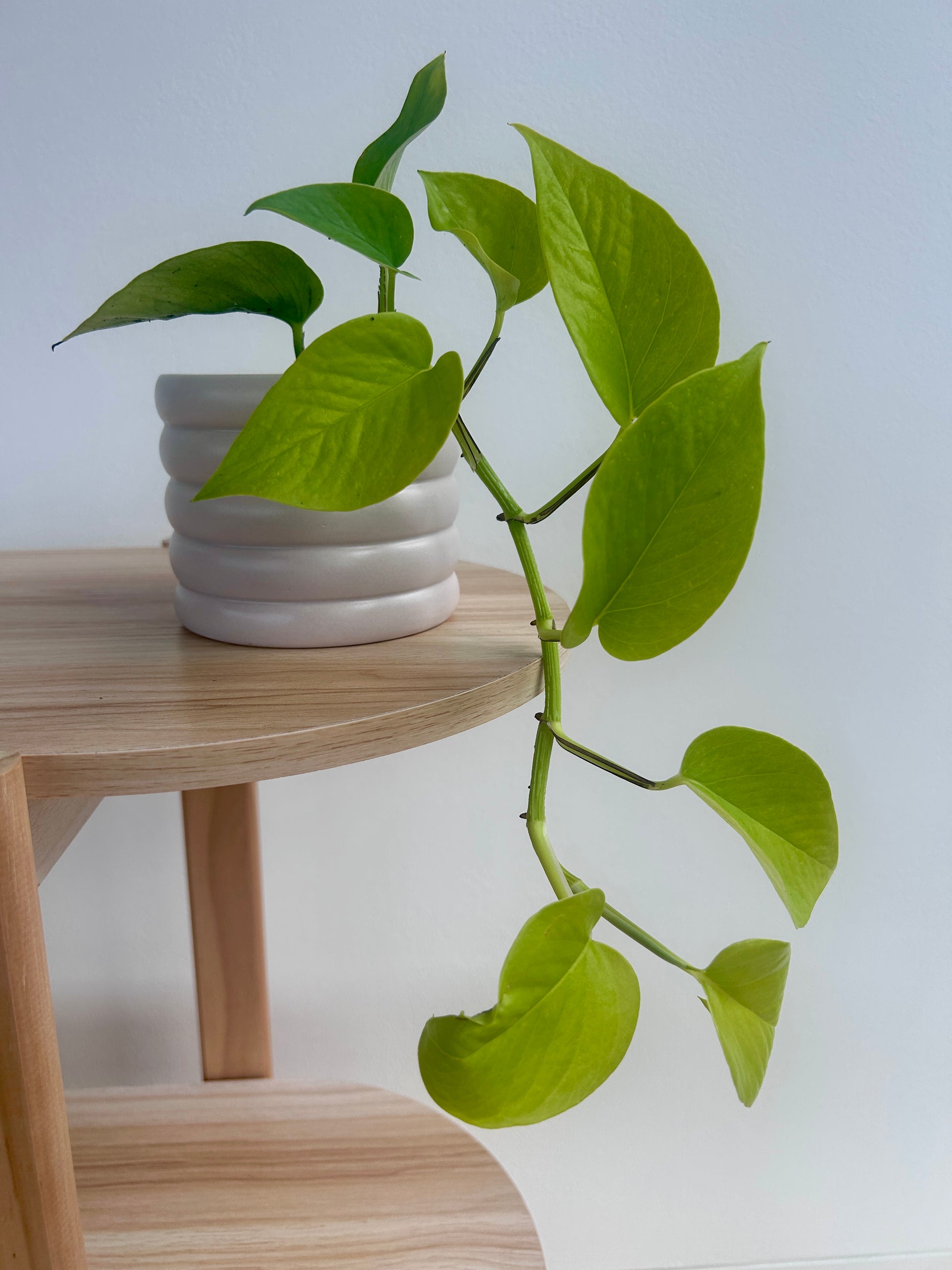 Neon Pothos (Epipremnum Aureum) 10cm in Beige Coil Ceramic Pot