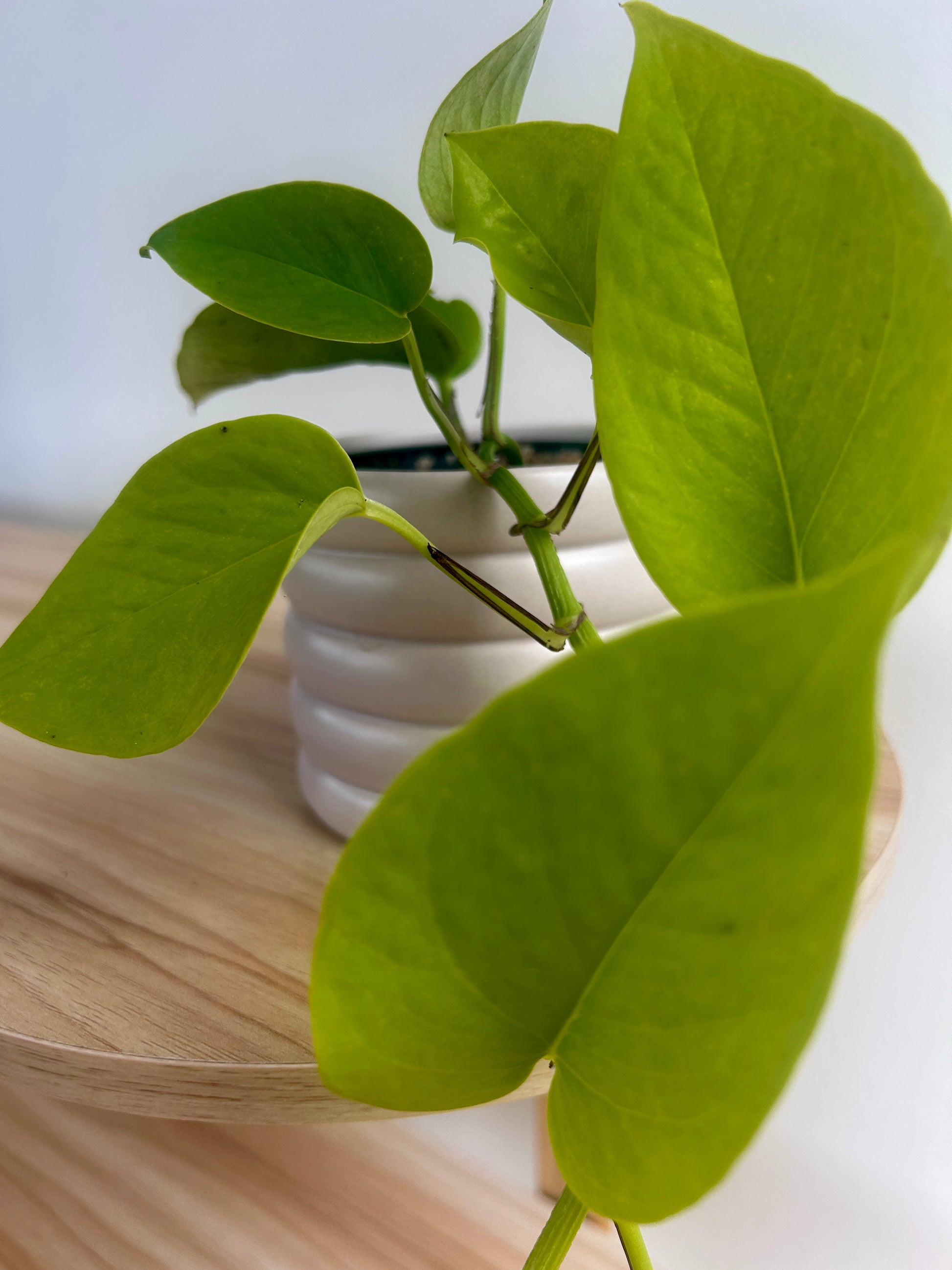 Neon Pothos (Epipremnum Aureum) 10cm in Beige Coil Ceramic Pot Lime green foliage