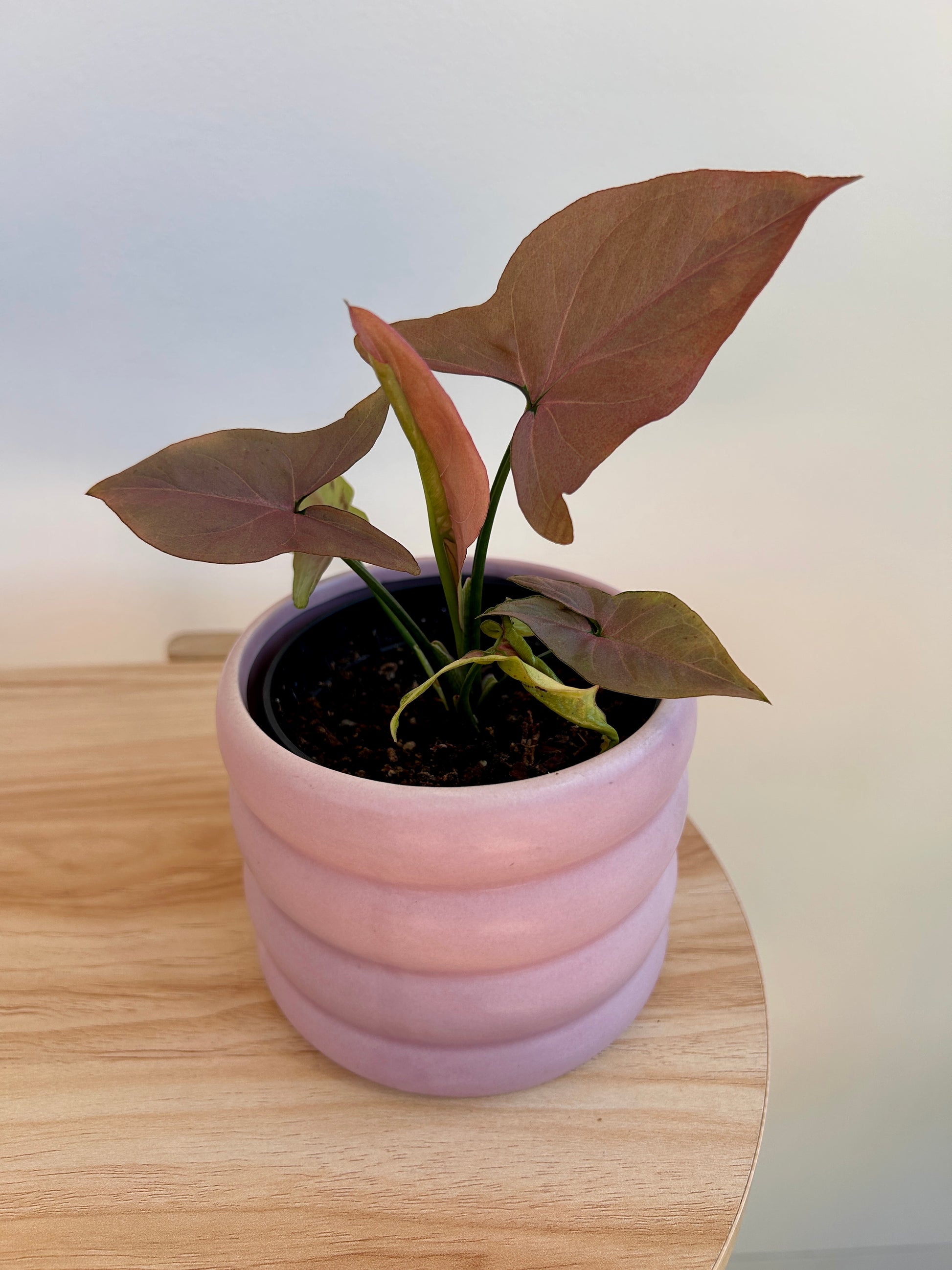 Neon Robusta (Pink Syngonium Neon) Indoor Plant 10cm