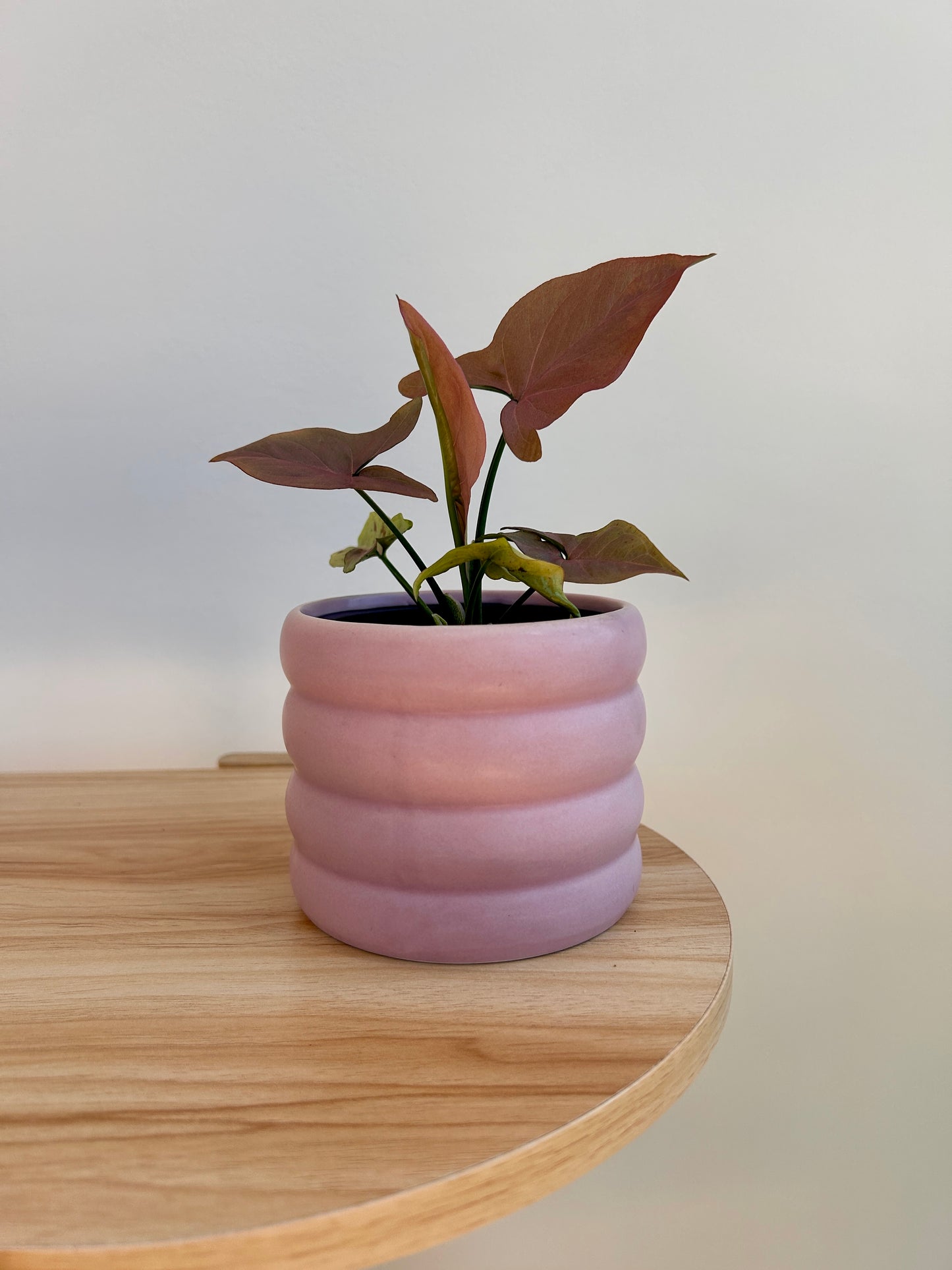 Neon Robusta (Pink Syngonium Neon) Indoor Plant 10cm
