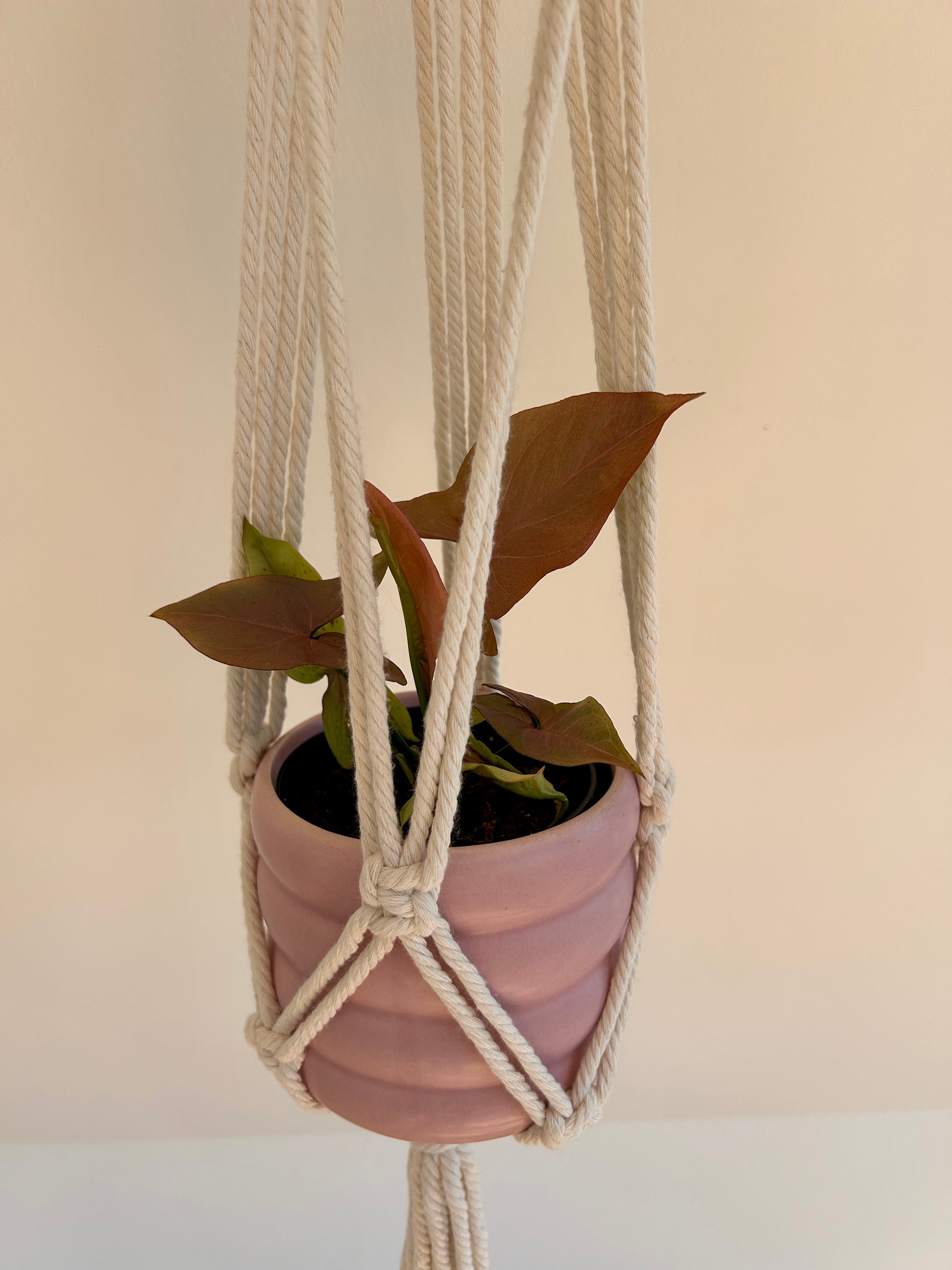 Neon Robusta (Pink Syngonium Neon) Indoor Plant 10cm Pink Foliage in Macrame Plant Hanger