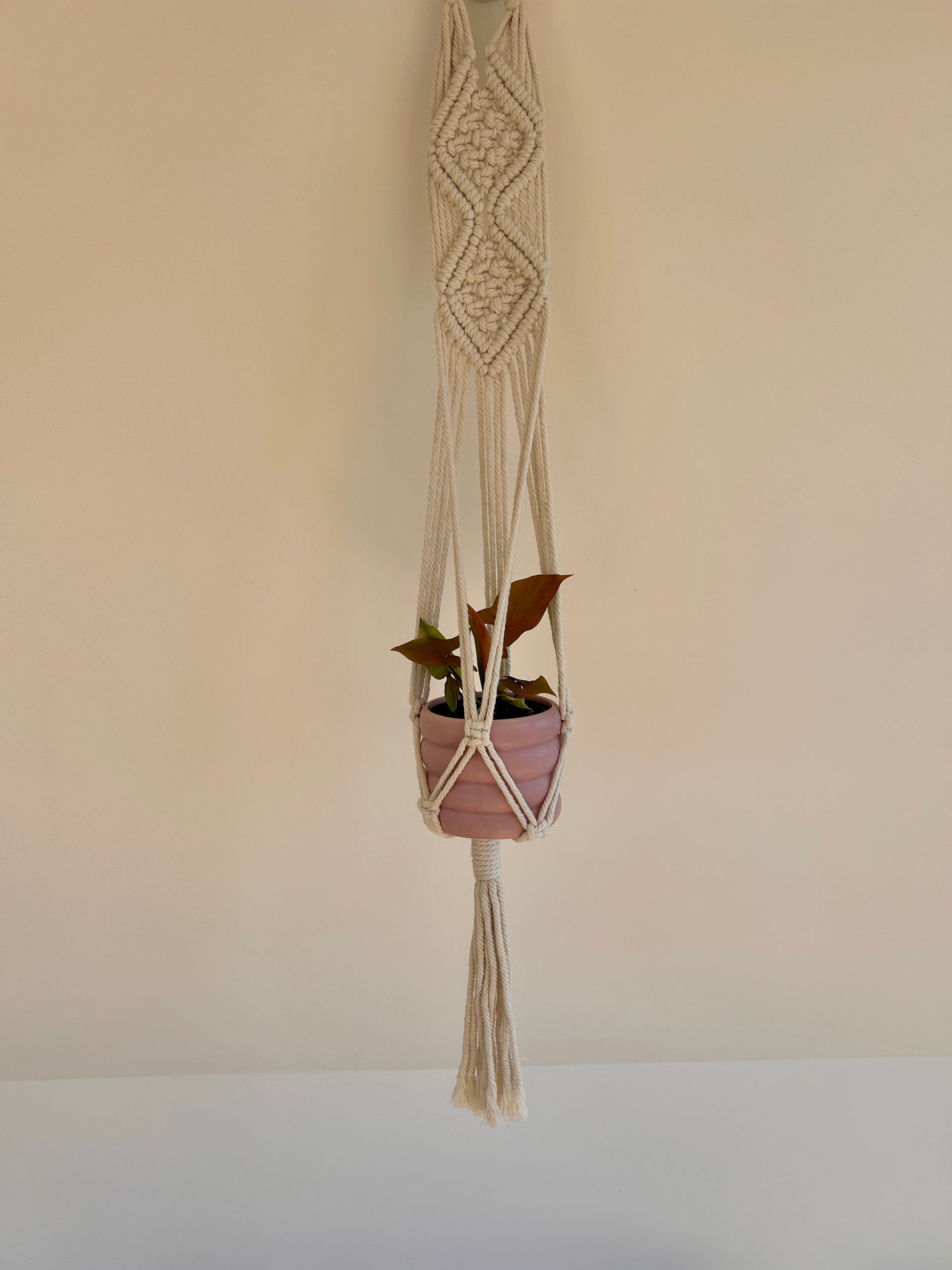 Neon Robusta (Pink Syngonium Neon) Indoor Plant 10cm Pink Foliage in Macrame Plant Hanger