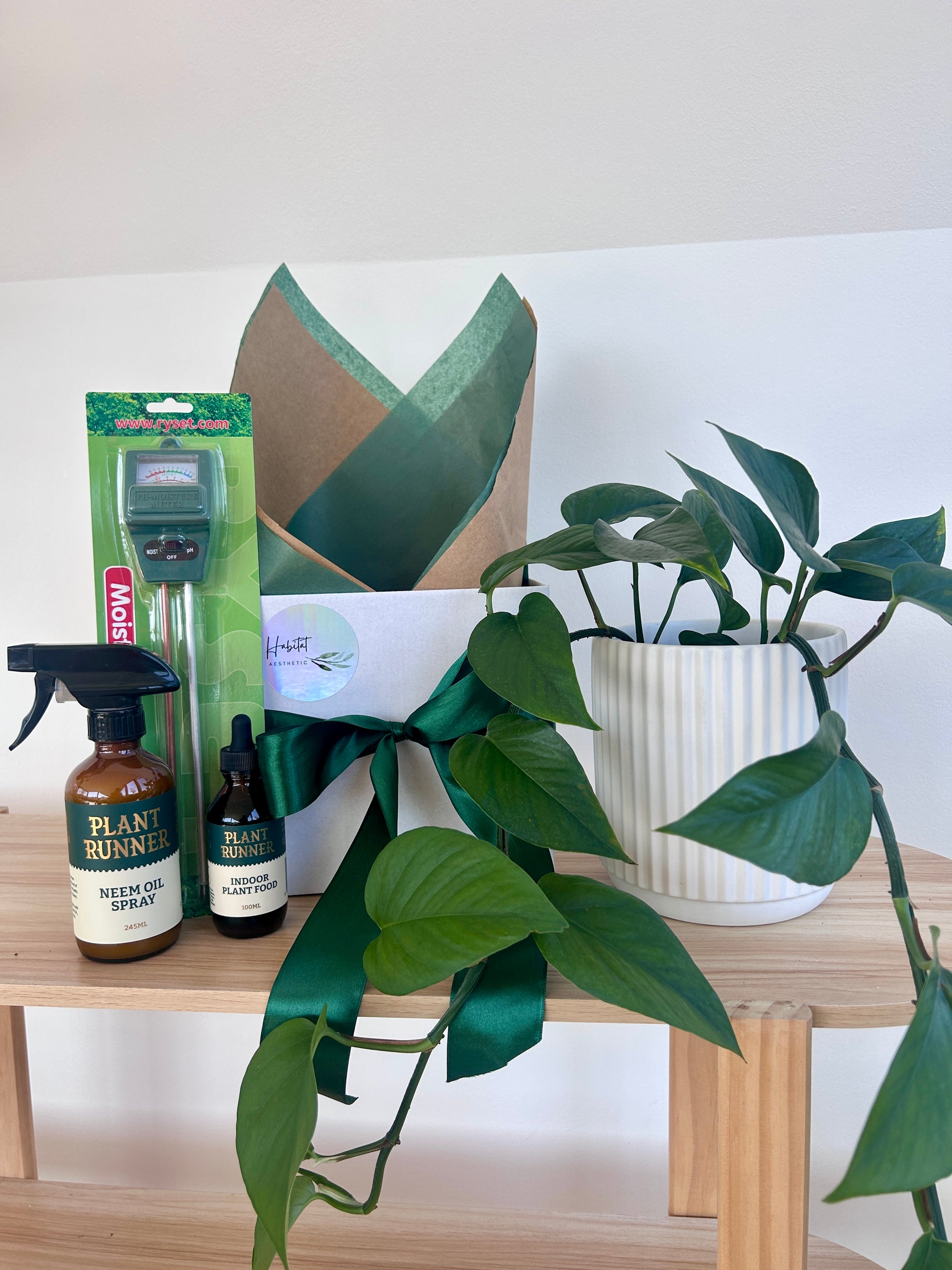 New plant parent gift
