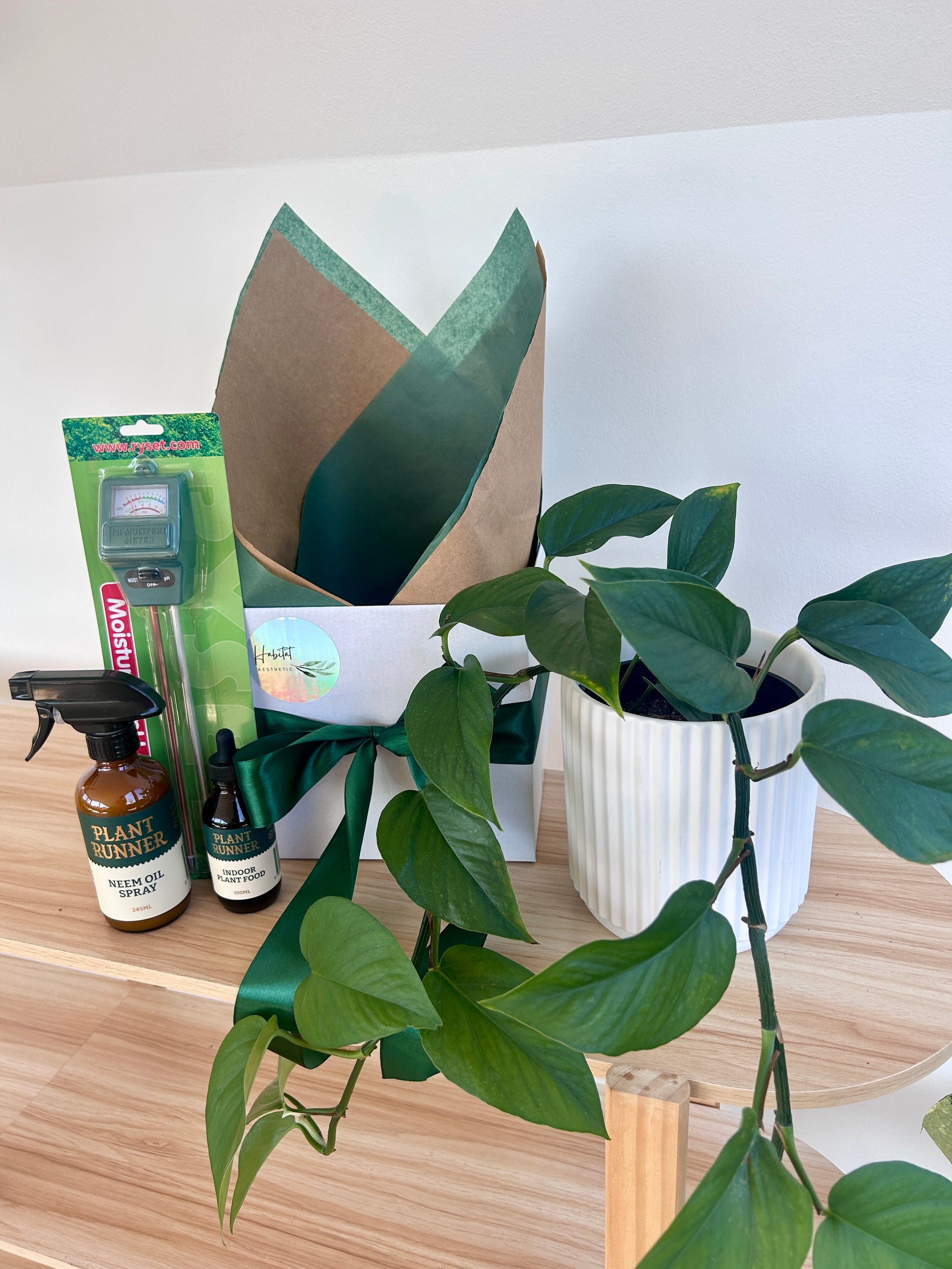 New plant parent gift devils Ivy 