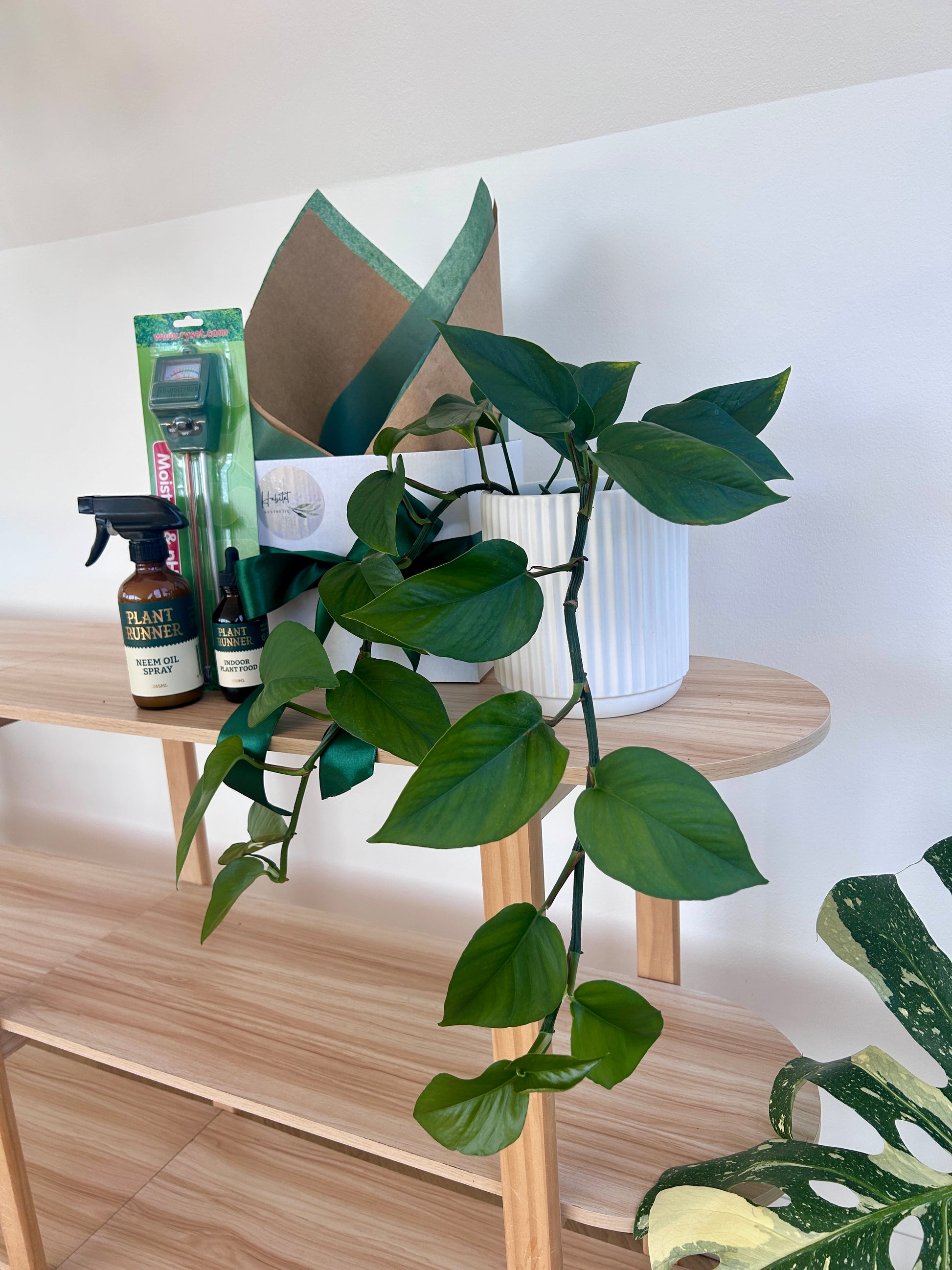 New plant parent gift devils Ivy Plant runner neem oil leaf spray moisture and ph meter fertiliser Ceramic white pot