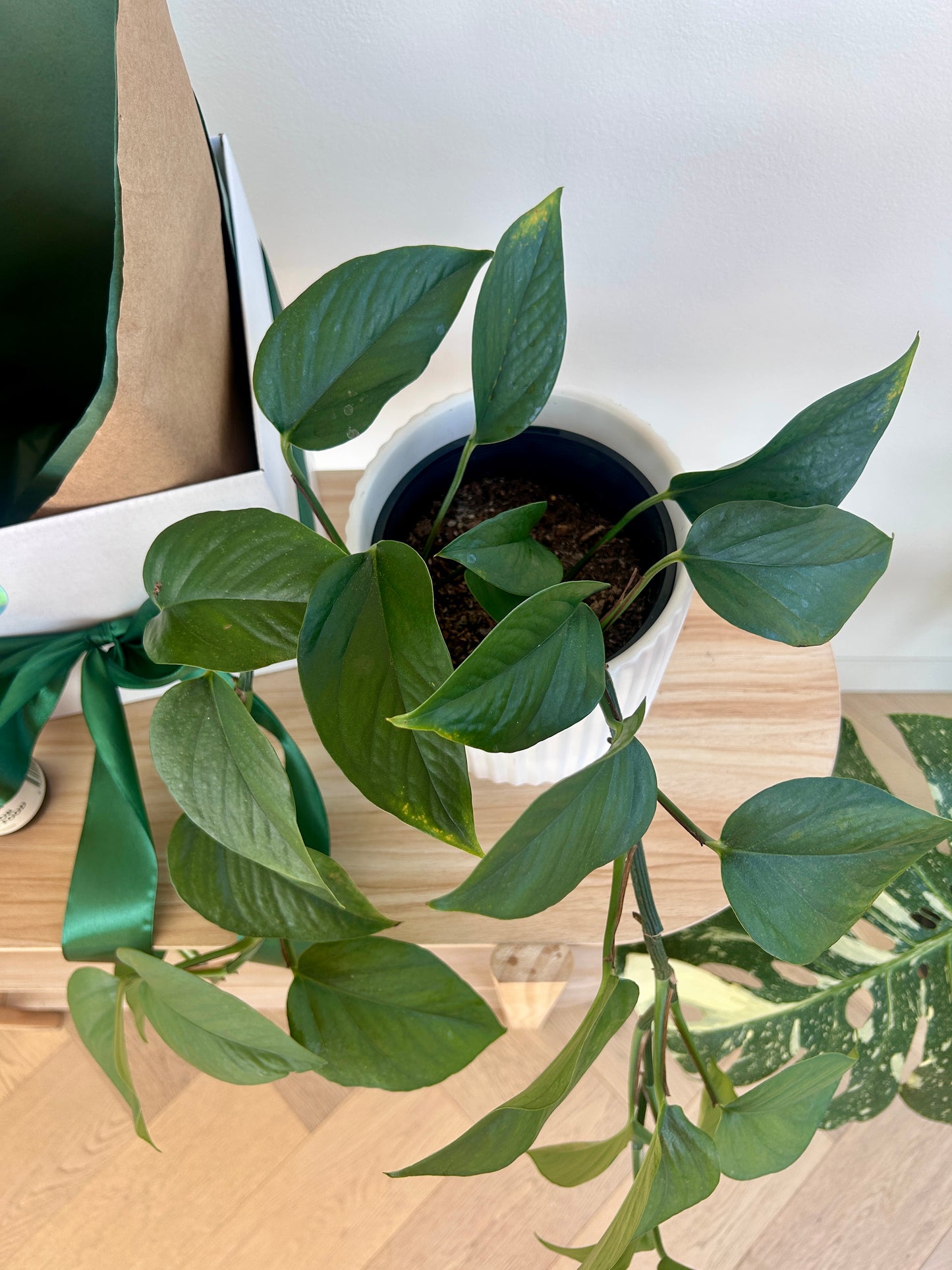 New plant parent gift devils Ivy easy care plant
