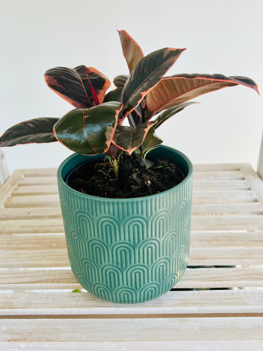 Olive Green Ceramic Pattern Plant Pot 12cm