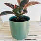Ficus Elastica Ruby Rubber Indoor Plant 12cm in Pattern Ceramic Pot and Macramé