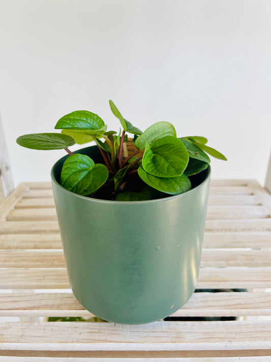 Peperomia Rana Verde Radiator Indoor Plant 12cm in Pattern Ceramic Pot and Macramé