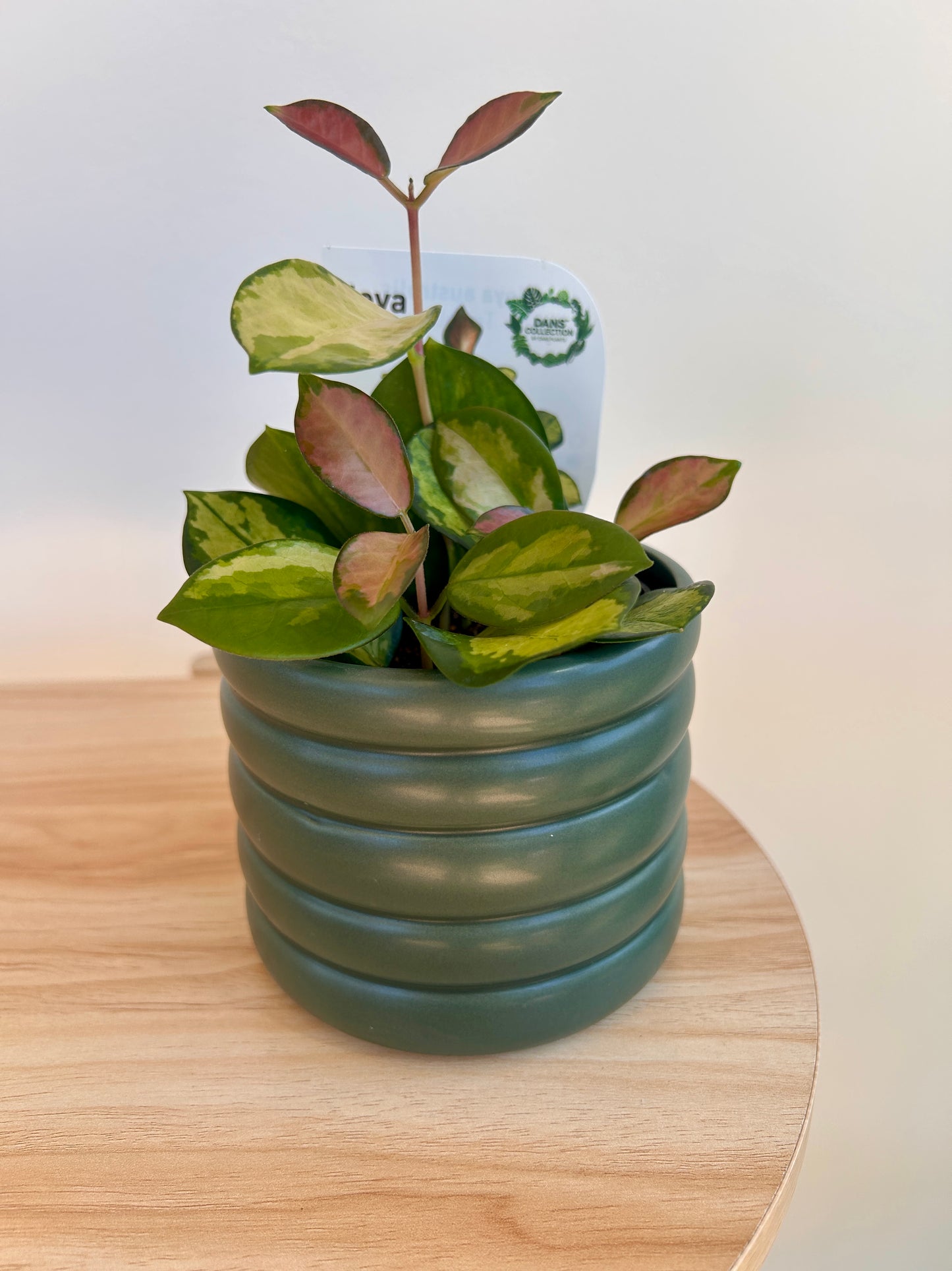 Olive Green Ceramic Coil Pot 10cm and Hoya Plant