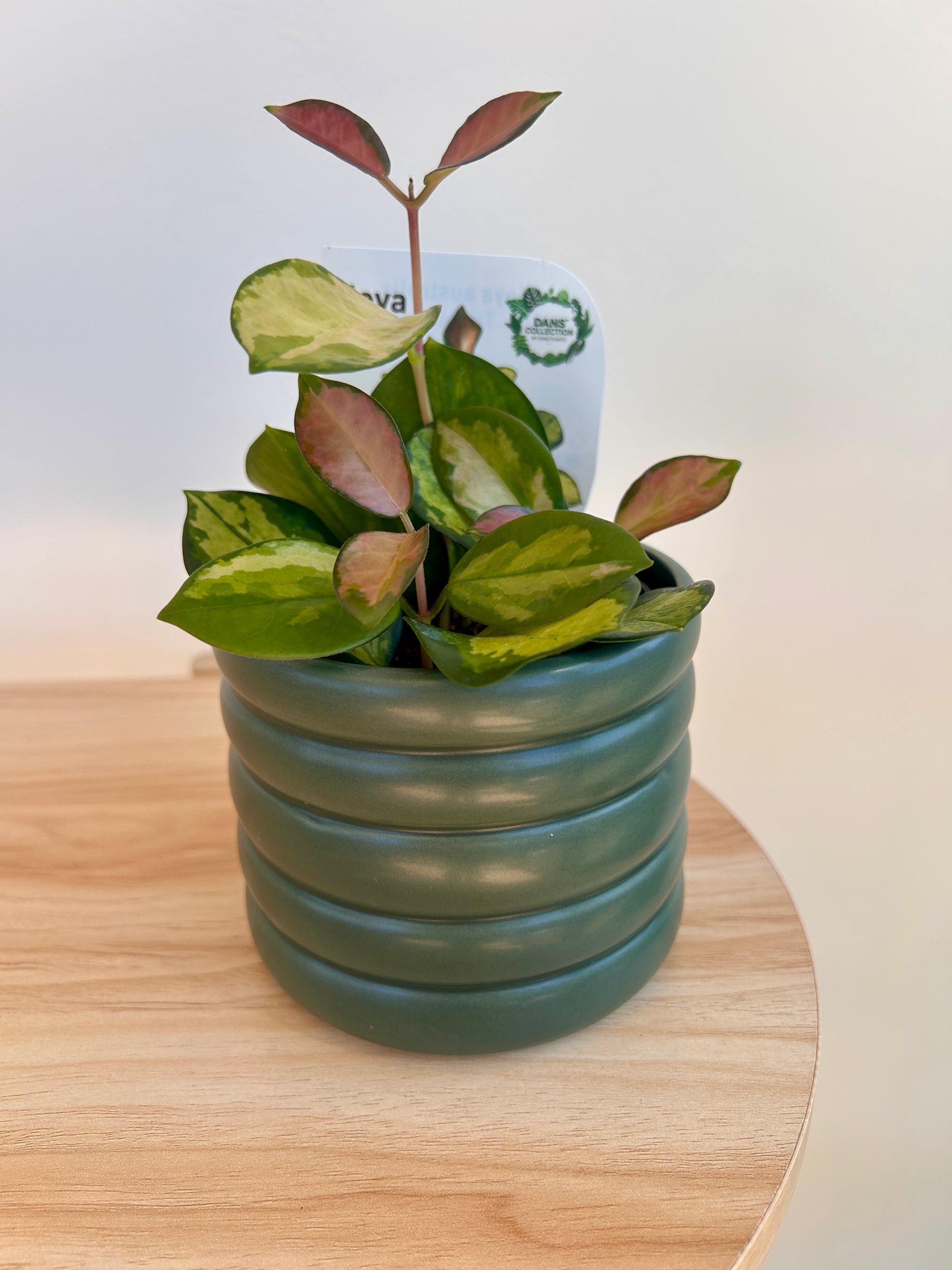 Olive Green Ceramic Coil Pot 10cm and Hoya Plant
