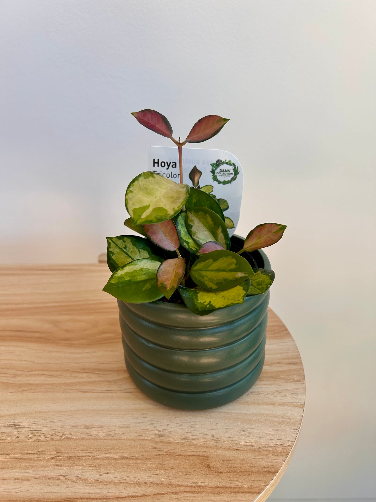 Olive Green Ceramic Coil Pot 10cm and Hoya Plant Boho Chic