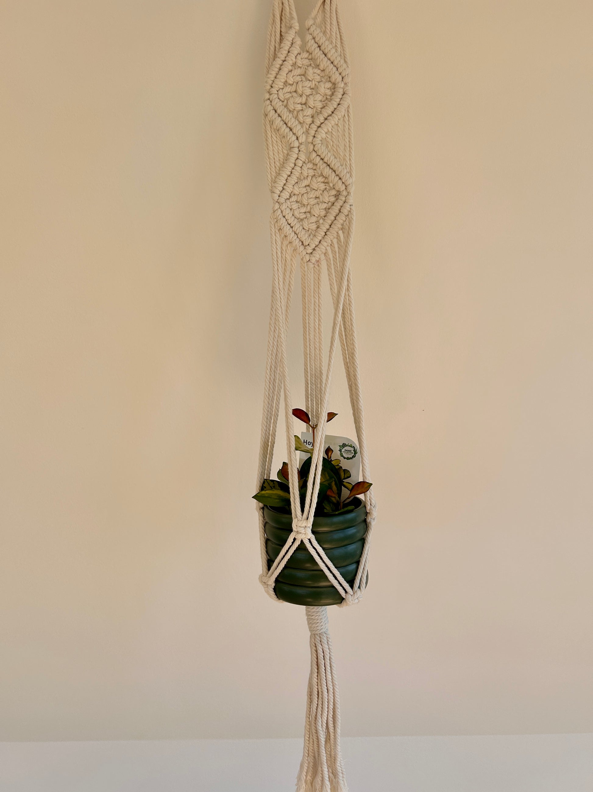 Olive Green Ceramic Coil Pot 10cm and Hoya Plant in Macrame Plant Hanger