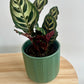 Olive green geometric patterned ceramic pot 12cm with plant