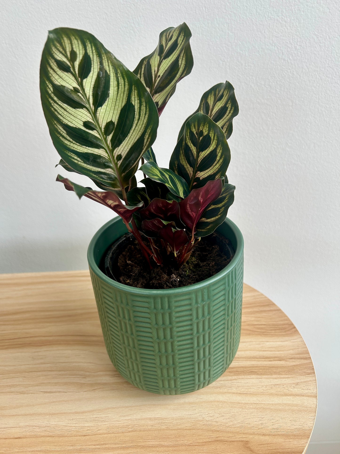 Olive green geometric patterned ceramic pot 12cm with plant