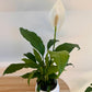 Peace Lily Plant in White Ceramic Coil Pot Textured Finish 12cm