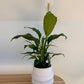 Peace Lily Plant in White Ceramic Coil Pot Textured Finish 12cm Boho Chic