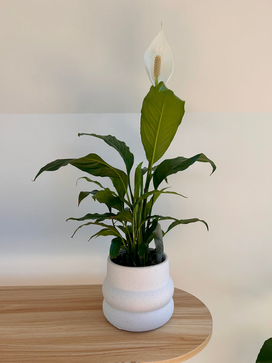Peace Lily Plant in White Ceramic Coil Pot Textured Finish 12cm Boho Chic