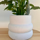 Peace Lily Plant in White Ceramic Coil Pot Textured Finish 12cm Minimalist Decor