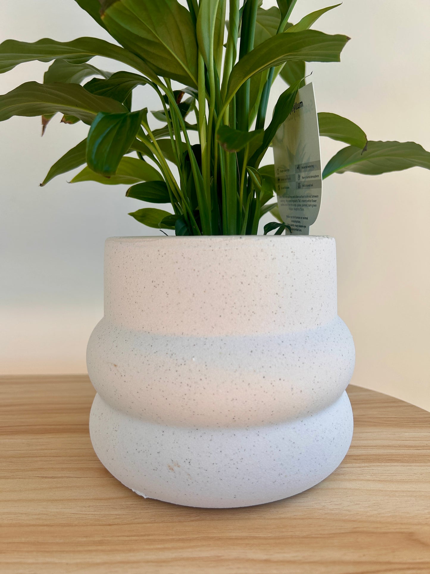 Peace Lily Plant in White Ceramic Coil Pot Textured Finish 12cm Minimalist Decor