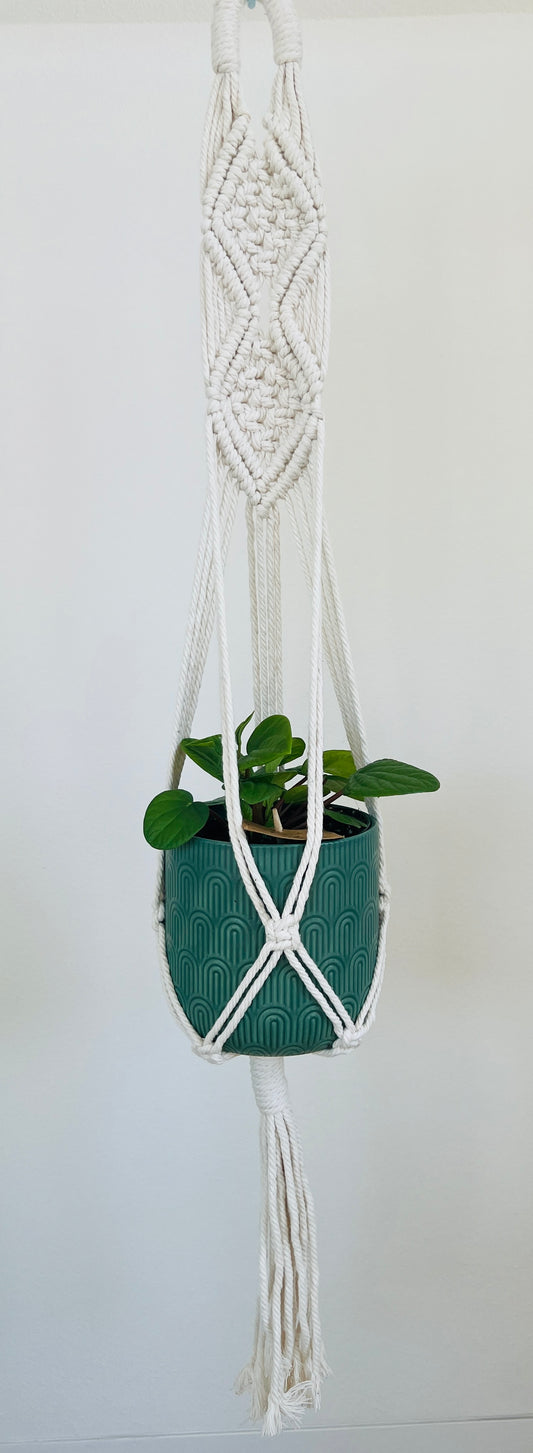 Peperomia Rana Verde Radiator Indoor Plant 12cm in Pattern Ceramic Pot and Macramé