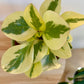 Peperomia Obtipan Bicolour 12cm