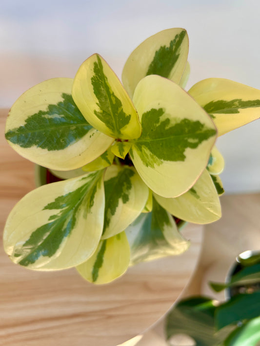 Peperomia Obtipan Bicolour 12cm