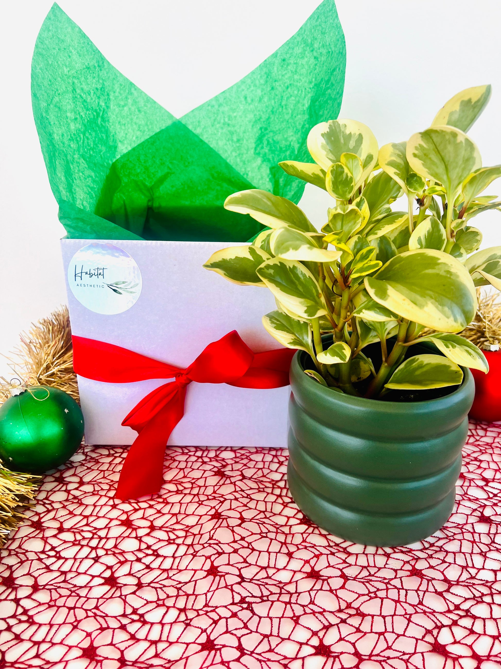Peperomia Obtipan Bicolour in Green Ceramic Pot Christmas Gift Box