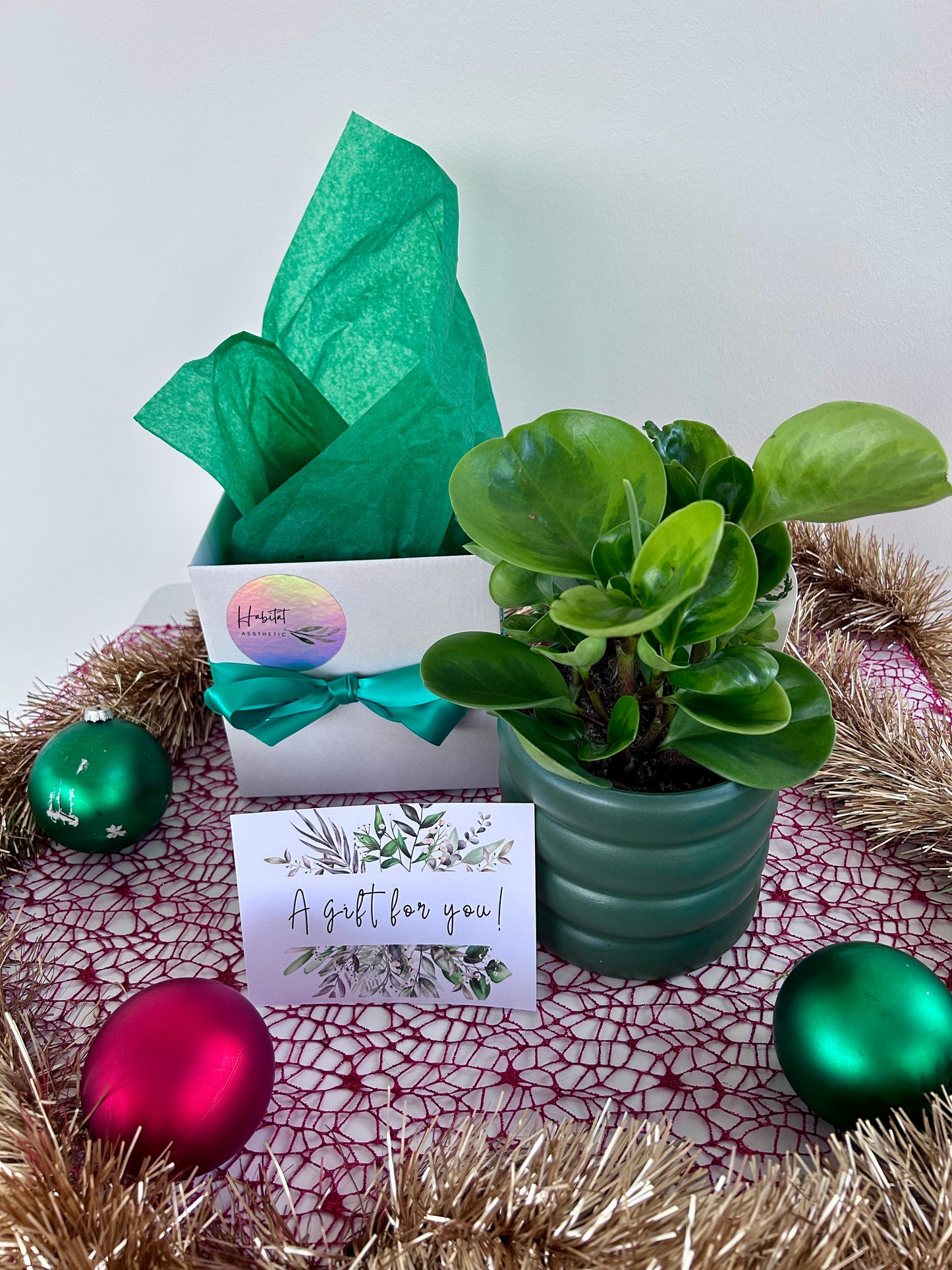 Peperomia Obtusifolia Lemon Lime (Rubber Plant) Plant Indoor Plant in Green Ceramic Pot Christmas Gift 