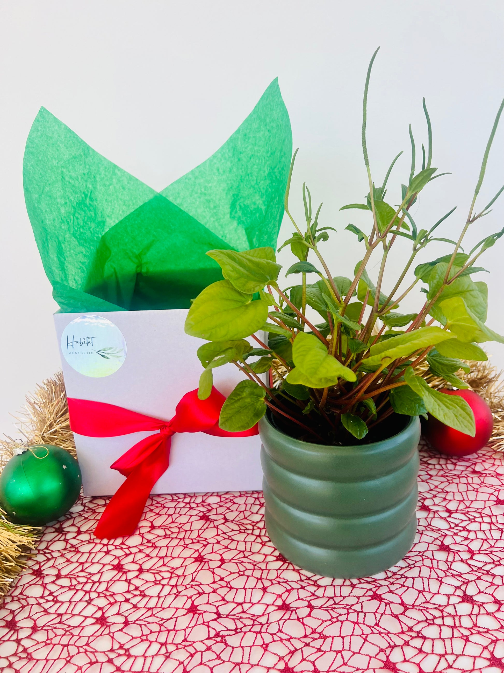 Peperomia Rana Verde Indoor Plant in Green Ceramic Pot Christmas Gift 