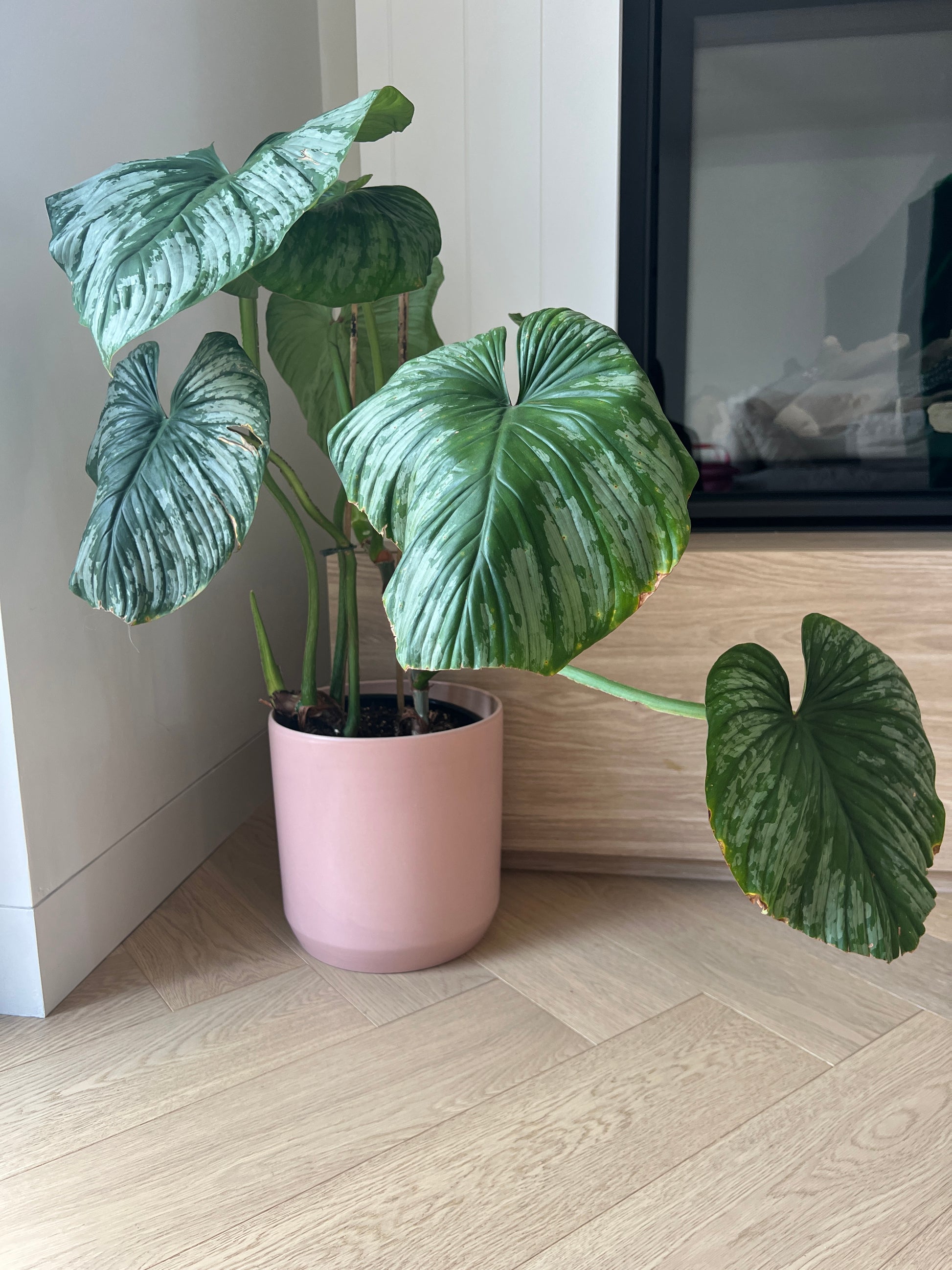 Philodendron Mamei Silver Cloud Indoor Plant in Blush Pink Ceramic Pot 24cm Boho Chic