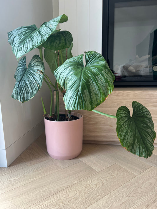 Philodendron Mamei Silver Cloud Indoor Plant in Blush Pink Ceramic Pot 24cm Boho Chic