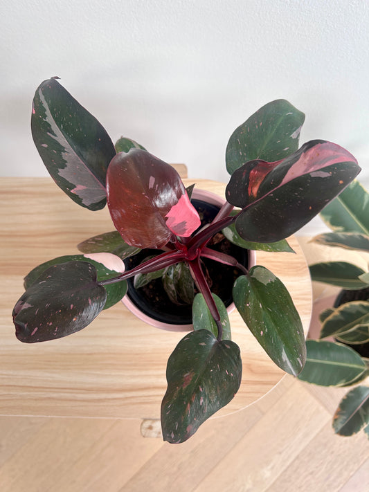 Philodendron Pink Princess (Philodendron Erubescens) Indoor Plant 12cm Variegated Foliage