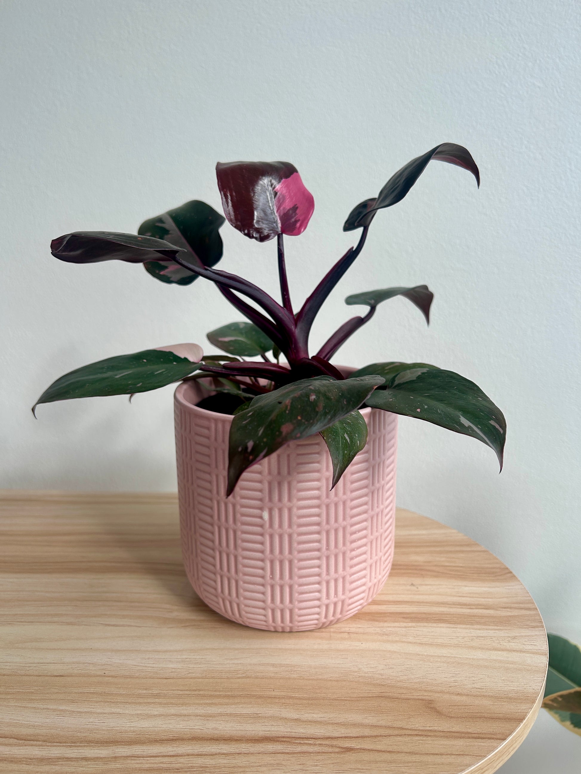 Philodendron Pink Princess (Philodendron Erubescens) Indoor Plant 12cm Variegated Pink Foliage in Blush Pink Pattern Ceramic Pot