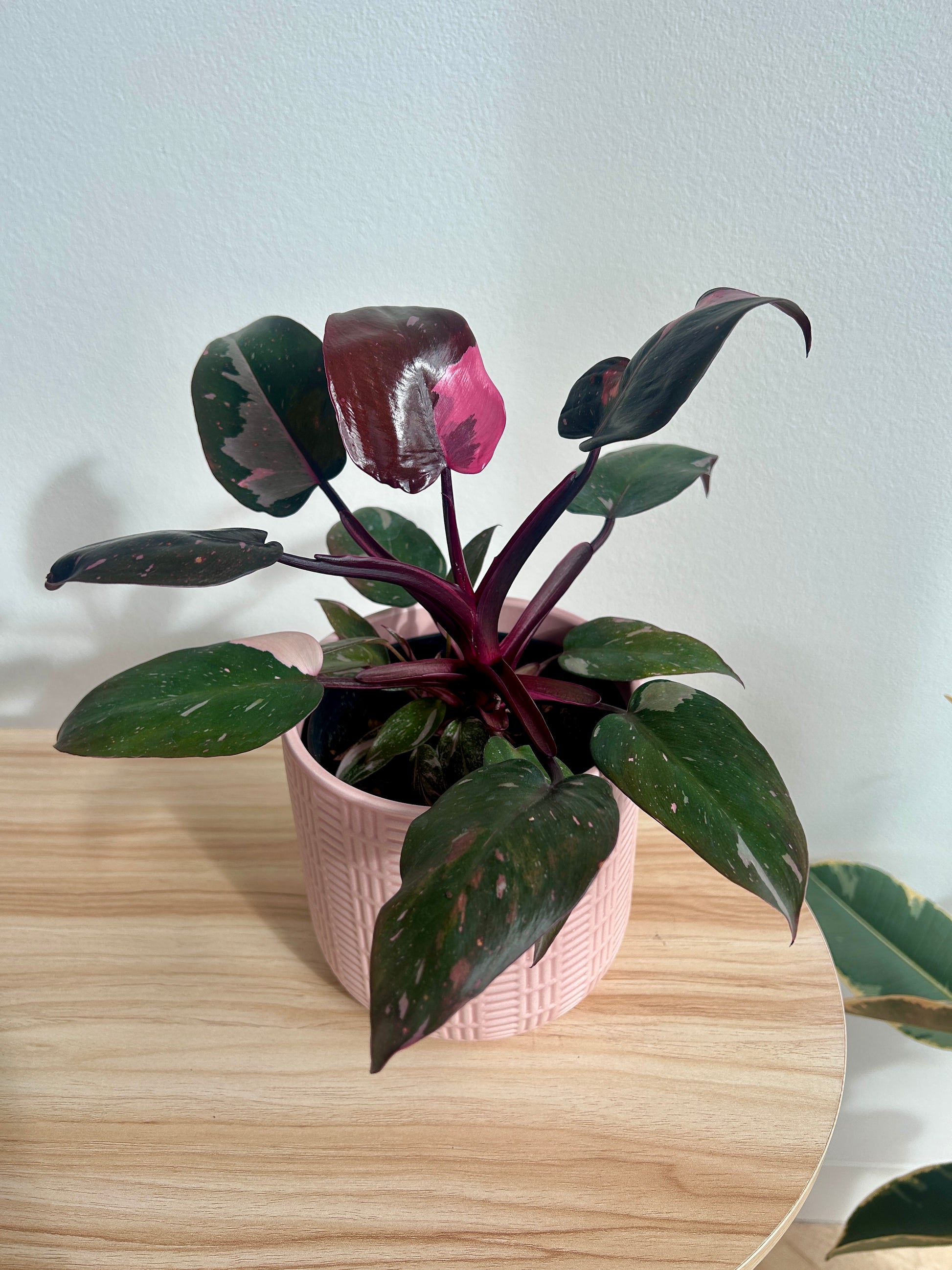 Philodendron Pink Princess (Philodendron Erubescens) Indoor Plant 12cm Variegated Pink Foliage in Blush Pink Pattern Ceramic Pot Rare Plant