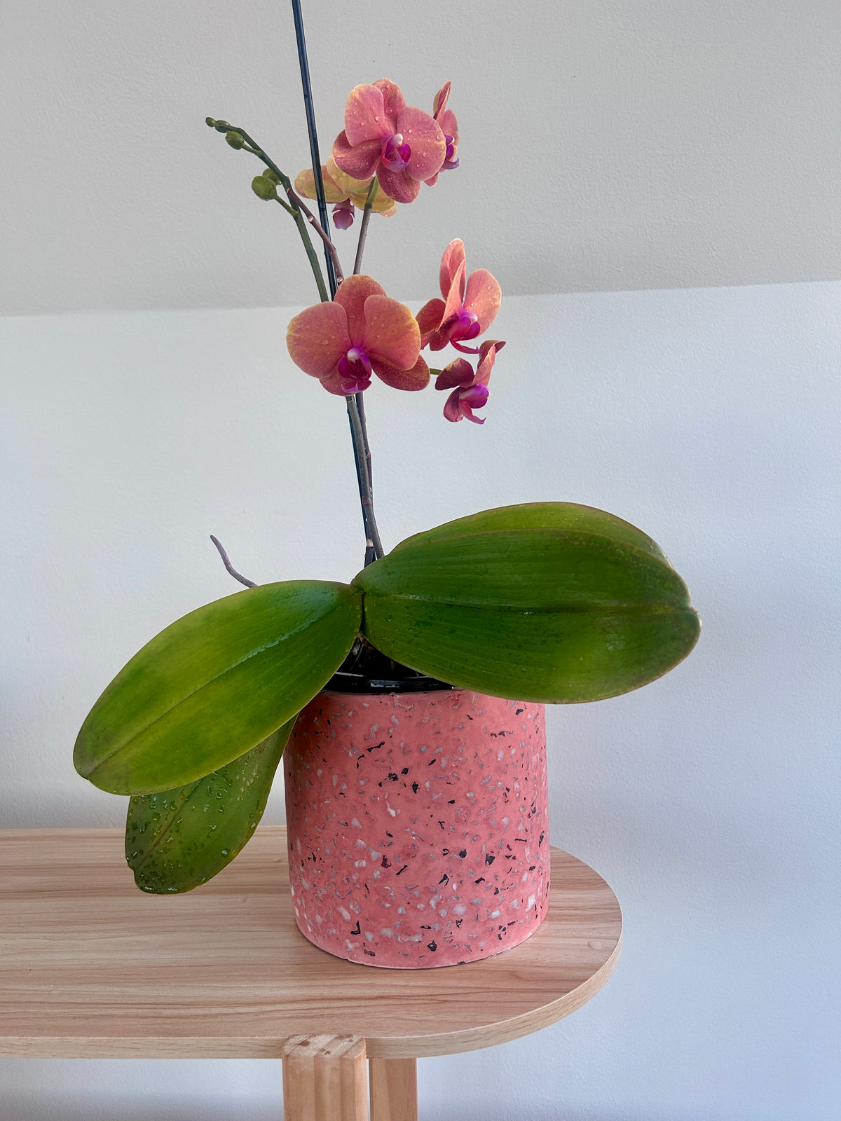 Pink Orchid (Phalaenopsis Orchid) 17cm