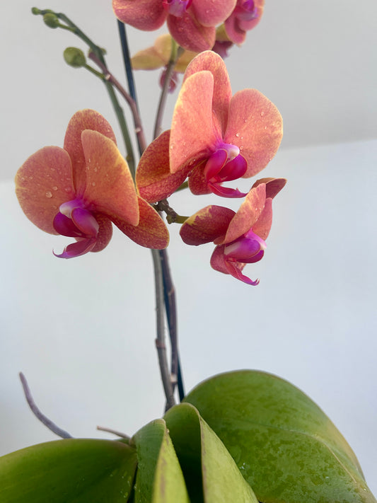 Pink Orchid (Phalaenopsis Orchid) 17cm Pink Flower