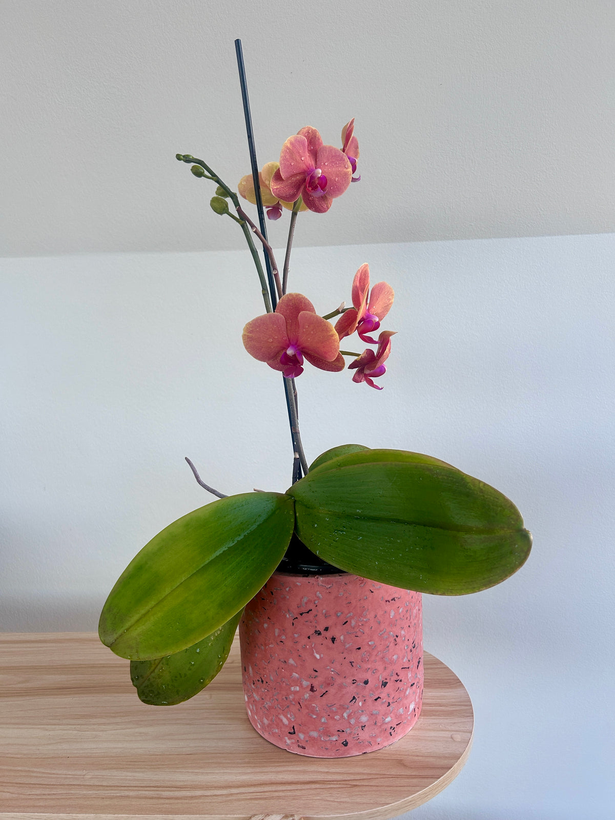 Pink Orchid (Phalaenopsis Orchid) 17cm in Pink Speckle Terrazzo Pot 